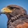 'Hawk Roosting' by Ted Hughes (Poem Analysis, GCSE)